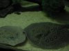 Stingraysnew 017.jpg