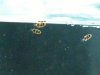 DSCN0528.JPG