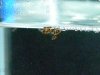 DSCN0530.JPG