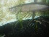 arowanas 006.jpg