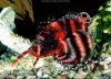 Fumanchu Lionfish.jpg