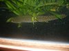 arowanas 037.jpg