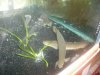 arowanas 039.jpg