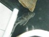 pleco 1.JPG