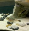 flowerhorn2.jpg
