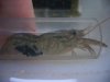 marbled crayfish.jpg