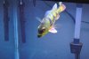 Kelberi Spawning 2011 137.JPG