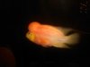 flowerhorn5.jpg