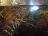 100_0018.JPG