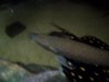 100_0093.JPG