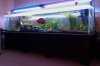 210g3.jpg