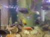 cichlids2.jpg