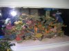 4000-corals.JPG