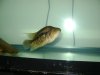 fish 002.jpg