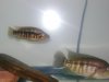 fish 004.jpg