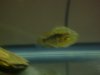 fish 006.jpg