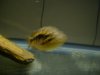 fish 009.jpg