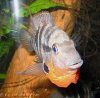 Thorichthys_meeki_4.jpg Thorichthys_meeki_4.jpg