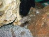 55 gallon 028.JPG