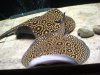 stingrays2 342.jpg