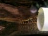 Pleco2.jpg