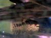 Pleco3.jpg