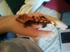 firedCrestie.jpg