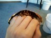 firedCrestie2.jpg