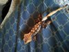 firedCrestie3.jpg