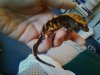 firedCrestie4.jpg
