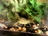 marbled crayfish mother.jpg