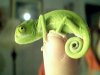cameleon-on-fingertip.jpg