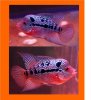 fwflowerhorn1295015407.jpg