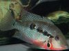 firemouth.JPG