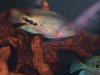 fish 023.JPG