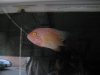 jan 2011 sale 018.jpg