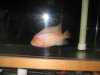 jan 2011 sale 020.jpg