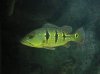 Brazilian Orino1.jpg