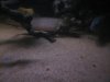 fish4sale2011 020.jpg