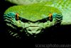 temple viper.jpg temple viper.jpg