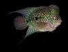 fish934.jpg