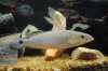 pike-5.JPG
