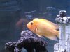 fish 2011 014.jpg