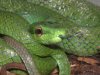 Snake Guess 1.jpg