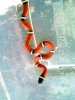 2 sinaloan Picture Herps 147.jpg