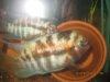 Fish - 3-19-2009 080.JPG