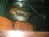Fish - 3-19-2009 041.JPG