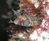 blenny_browncheek_046A.jpg