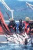 commercial%20fishing%20salmon.jpg