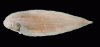 cynoglossus_bilineatus30414.jpg